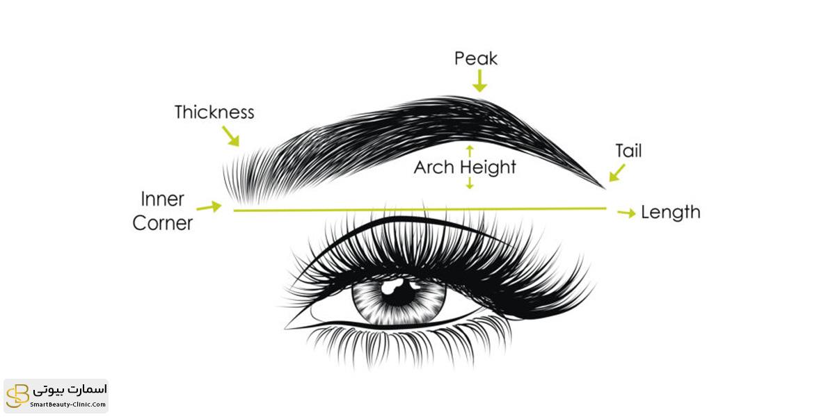 آشنایی با قسمت های مختلف ابرو